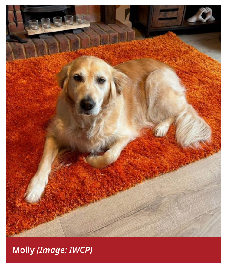 fireworkreform's tweet photo. It’s totally unacceptable in modern Britain that anybody anywhere can use #Fireworks between 7am and 11pm, just because they want to, for “fun”. This beautiful rescue dog paid the ultimate price for someone else’s “fun”. 

All the “but it’s only one night” people please note, this poor dog died during a private display on 15th November! 

All the “ban dogs” people please note we’re not interested in your whataboutery, and trying to make this all about dogs is extremely disingenuous to humans who suffer from firework noise and nuisance, wildlife and livestock. 

#fireworklawchange 

https://t.co/cOMwhHCERS