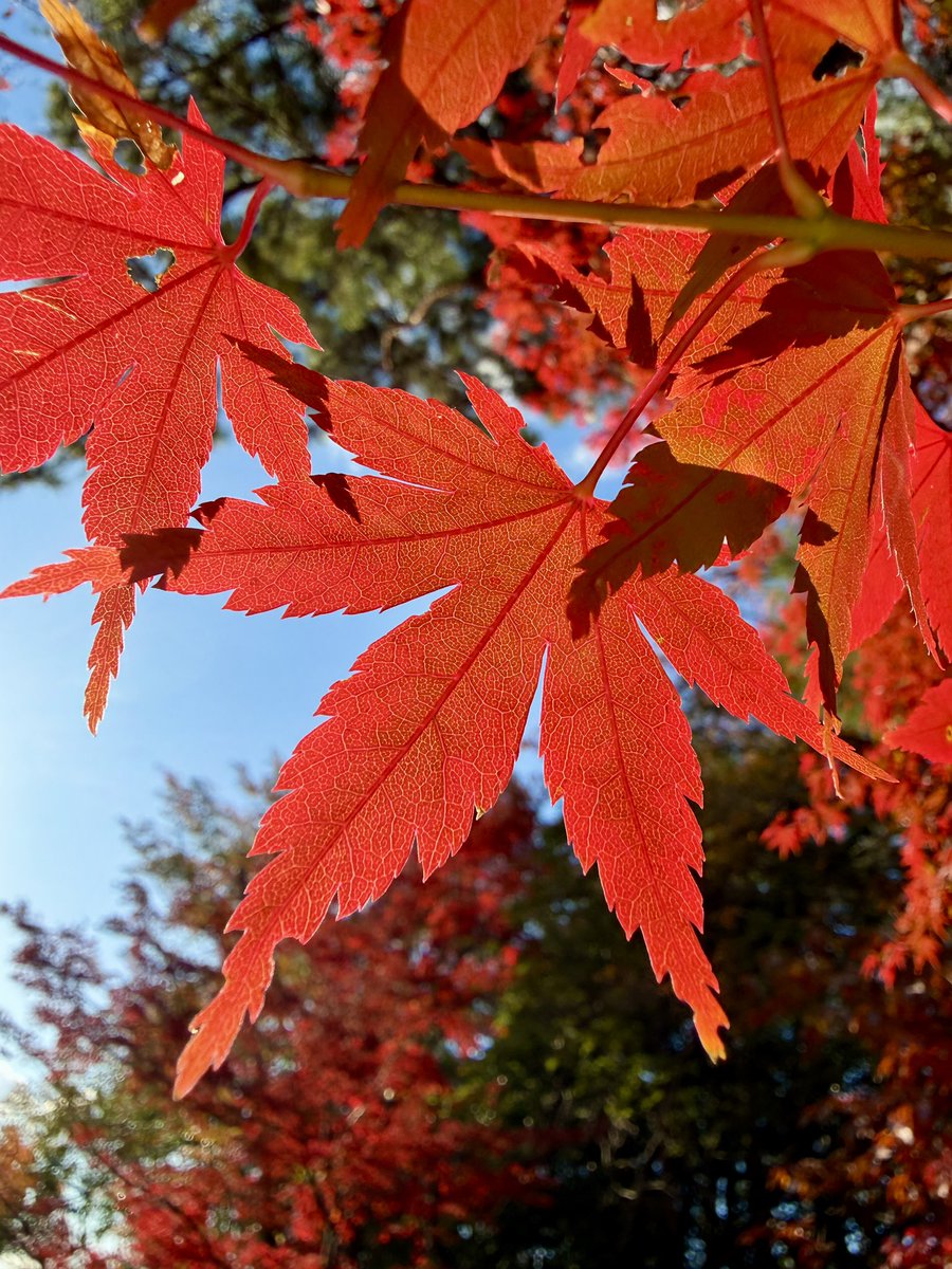 azkadeaco_sw's tweet photo. 京都旅🍁
2025/11/16
#京都 #紅葉 https://t.co/vZSOv0WSfb