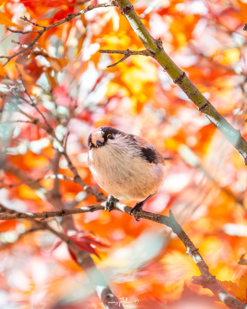 🐦鳥好き🐦💗真守好き💗🍀自然好き🌸 (@_torizuki_pipi) / Posts / X