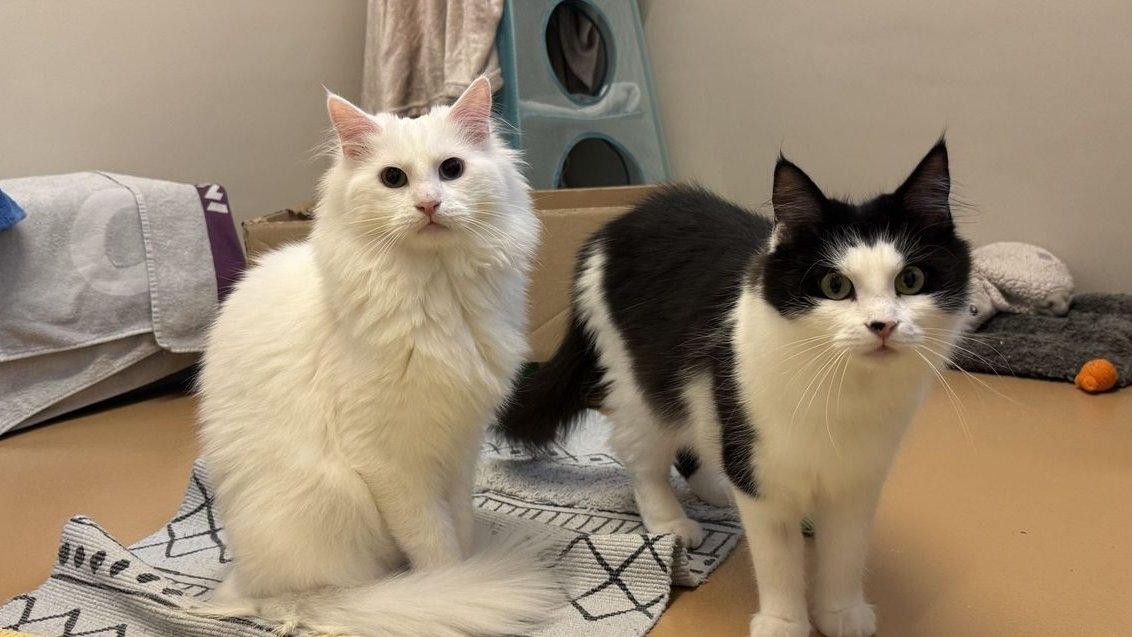 Galilea (rechts) und Winston möchten das Tierheim verlassen. Wer möchte den beiden ein neues Daheim schenken?: zuerchertierschutz.ch/de/tierheim/zu… #Katzen