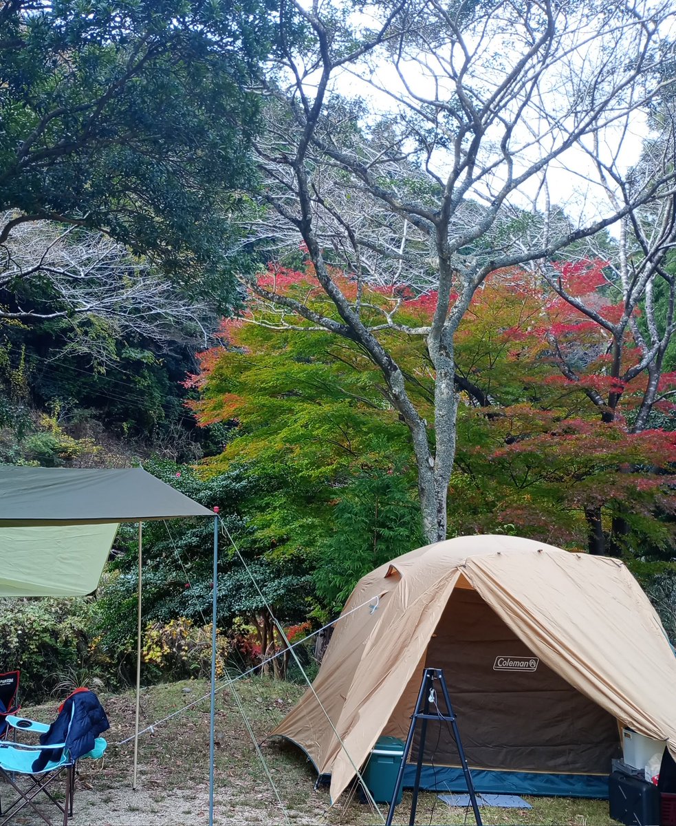 furuchin43's tweet photo. 久しぶりのキャンプ
ビザ体験
旨し
星空綺麗。

#かぶとの森テラス https://t.co/c3tZ2KQula