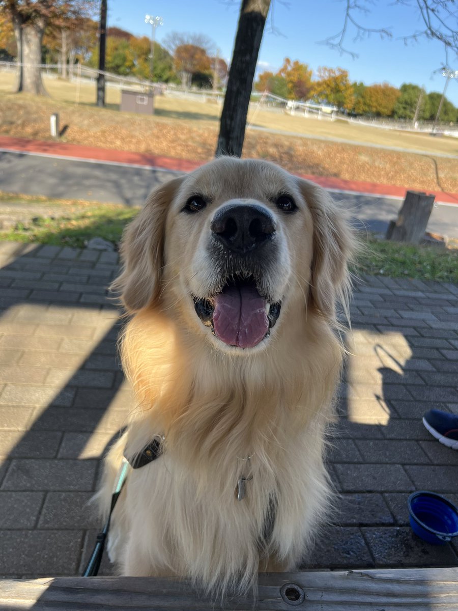 ちょっとだけドライブして遠くの公園に行く時は、お家の色々なオヤツを１つの袋にパッキングした特別なオヤツセットが用意されている事を知っているボク🍡

そりゃ、こんなワクワク顔にもなっちゃうよねェ〜😊

#ゴールデンレトリバー