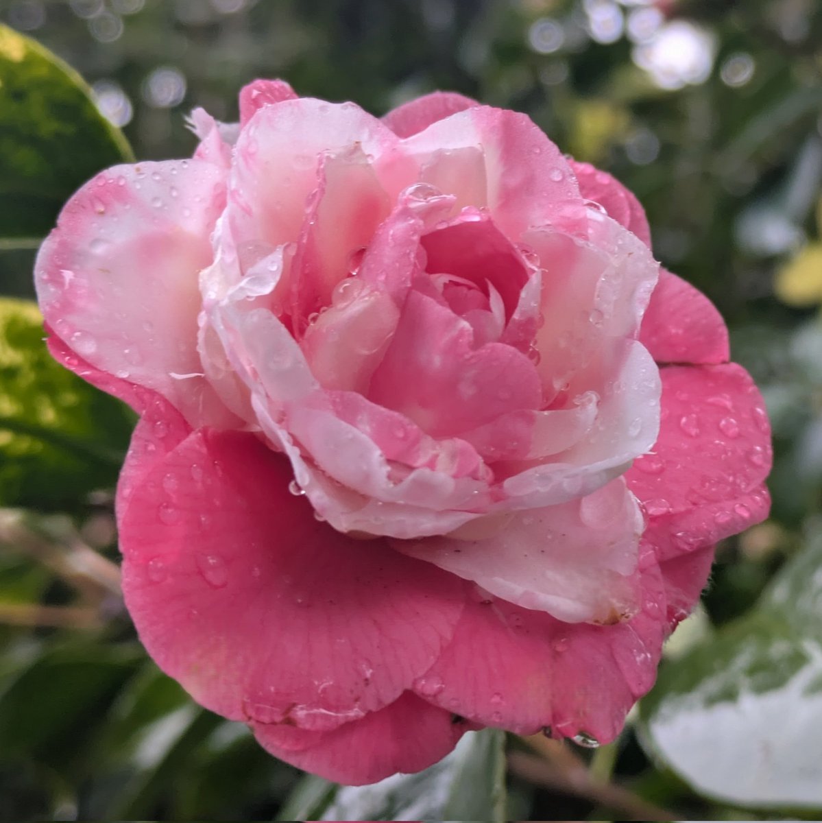 NarClarCinnamon's tweet image. 菅原りこちゃん、お誕生日おめでとう。🎂🍇🍒🍀🎉
2026年も舞台や歌で素敵な出会いがたくさんありますように。
写真は城南宮の雨上がりの椿。健気に優しげに咲いていました。りこちゃんもますます綺麗になりましたね💯🥰
#菅原りこ
#RICO
#菅原りこ誕生祭
#菅原りこ生誕祭2025
#ThanksFlowerDay2025