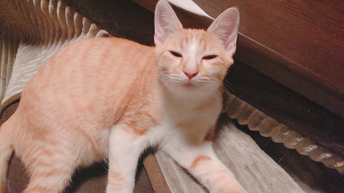 mof_u3u_s2's tweet image. どうした 起きたつもりなのか？

まだ起きれてないぞ

 #猫好きさんと繋がりたい #猫がいる暮らし #猫がいる幸せ #宝月