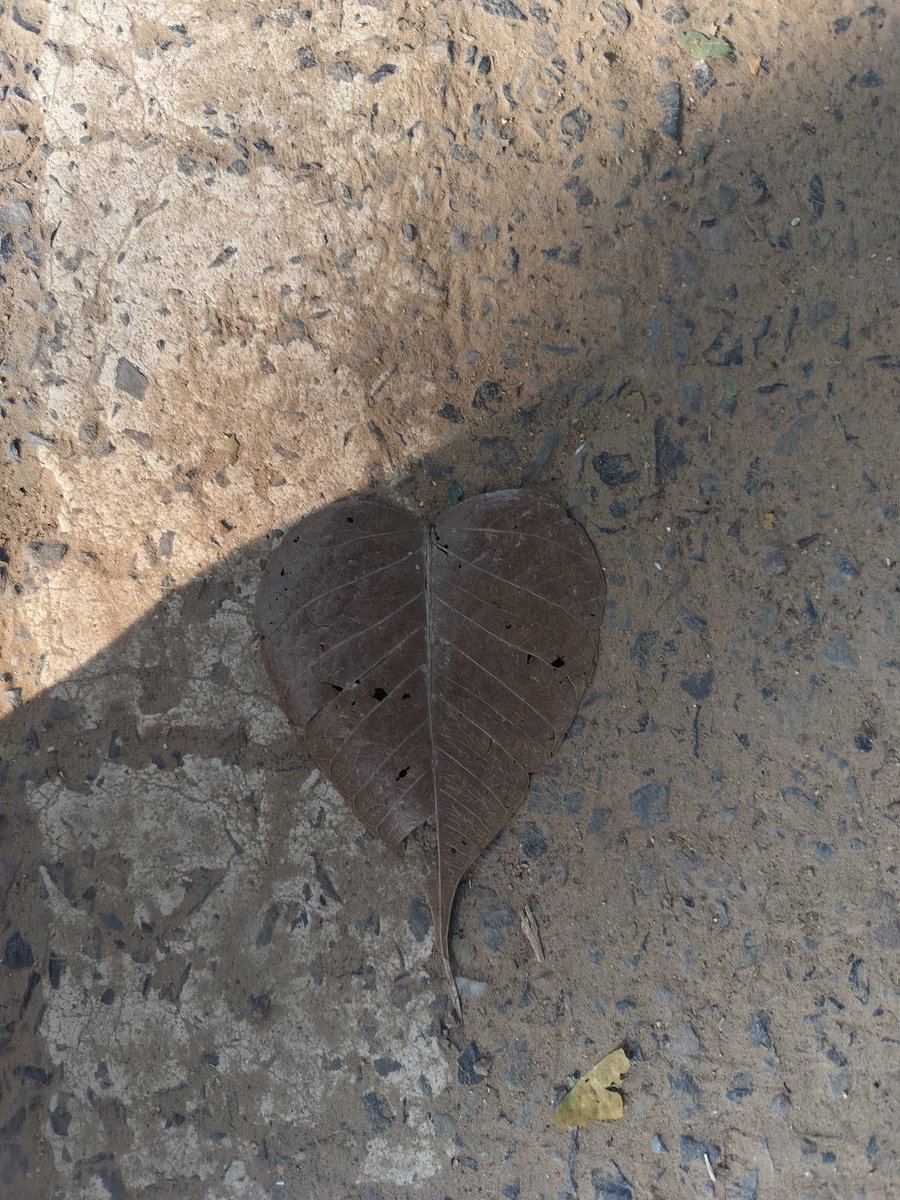 paul_iraa's tweet image. Found a Lil heart while running