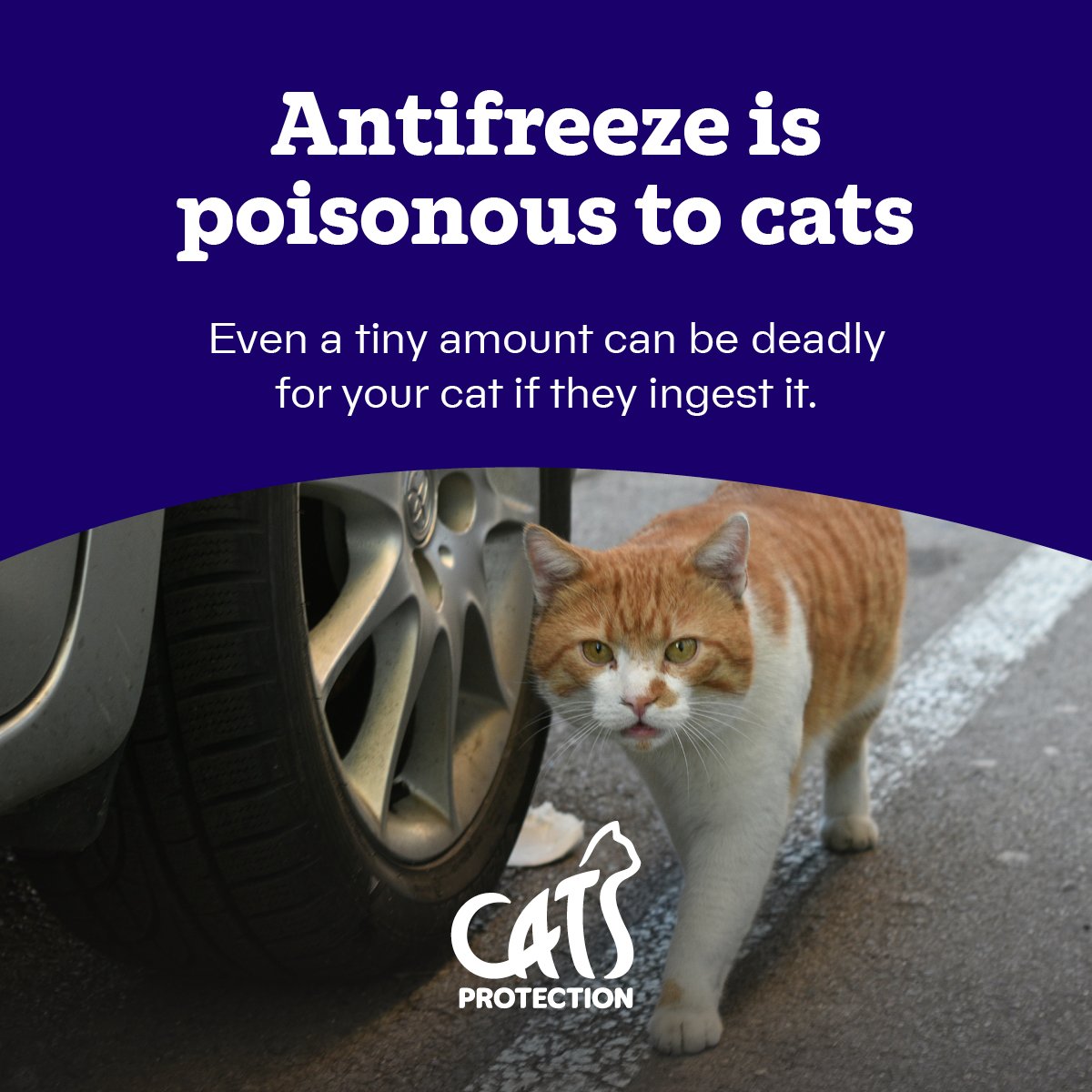 CatsTyneside's tweet image. Winter is creeping in which means more cars on the road are topped up with antifreeze 🚗💧

If you spot any of these signs and think your cat may have come into contact with antifreeze, please take them to the vets immediately. 

Let’s keep our feline friends safe this winter ❄️