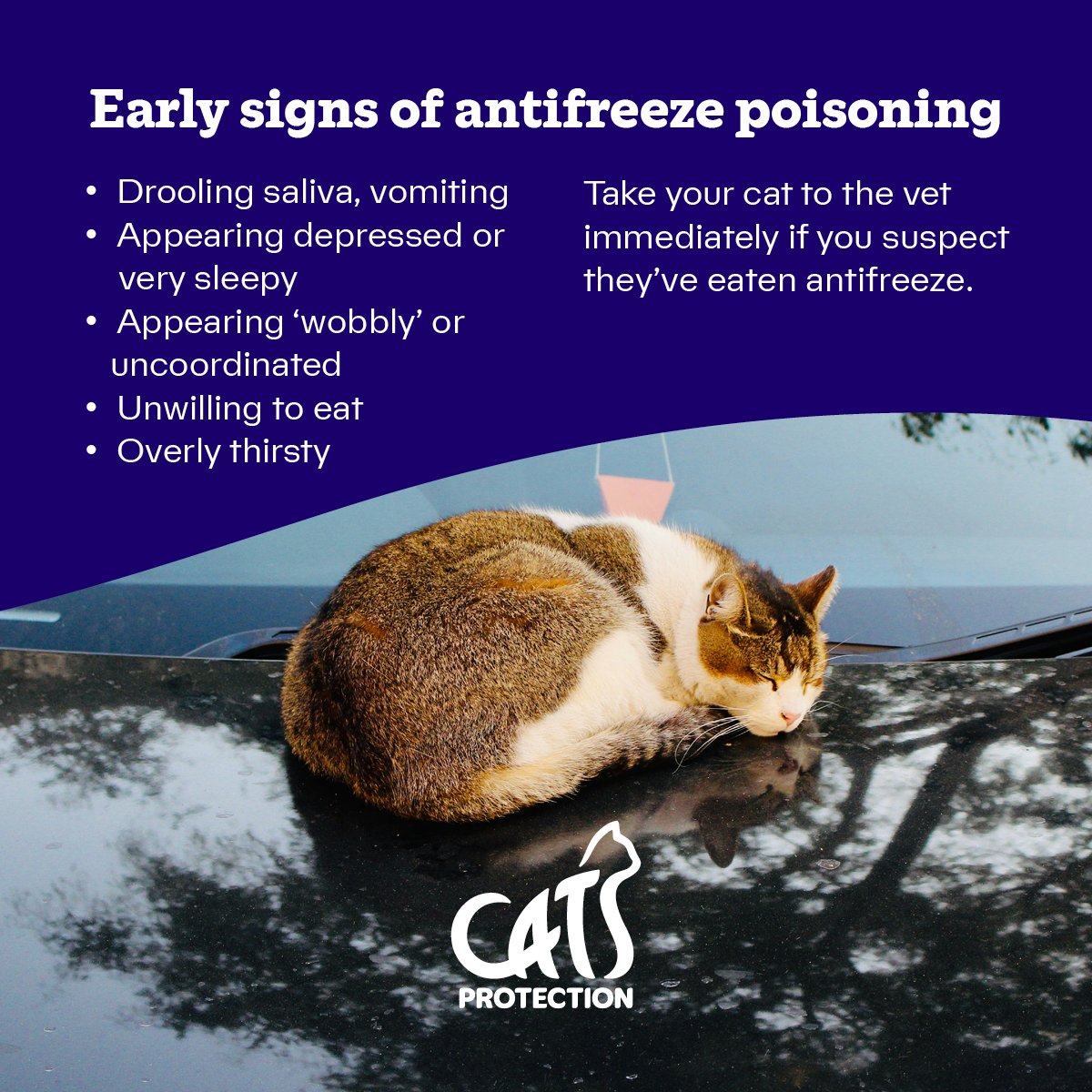 CatsTyneside's tweet image. Winter is creeping in which means more cars on the road are topped up with antifreeze 🚗💧

If you spot any of these signs and think your cat may have come into contact with antifreeze, please take them to the vets immediately. 

Let’s keep our feline friends safe this winter ❄️