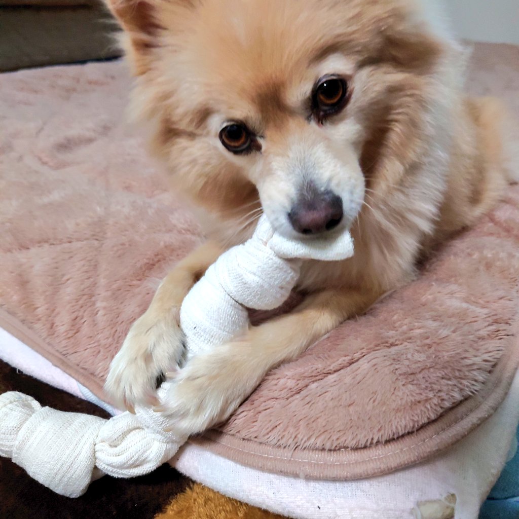 ポメラニアンに見えないポン太・(NAYU) (@N25717) / Posts / X