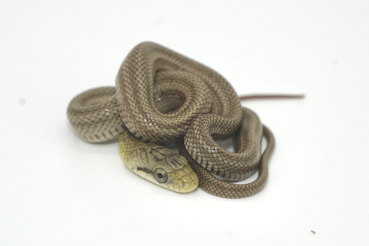 Hebiken_JSC's tweet image. \ JSC初開催！新型ブリーダーズイベント！/

SNAKE FAN PARADISE -prologue-

ヘビを愛し、愉しむ者たちによる祭典ー。

日時：12/14（日）10:00〜16:00 
場所：JSC園内休憩所 特設会場にて
料金：入園料のみ,大人¥1,000,小人¥500
概要：生体販売/冷凍餌販売/グッズ・雑貨販売/キッチンカー 3台　予定…