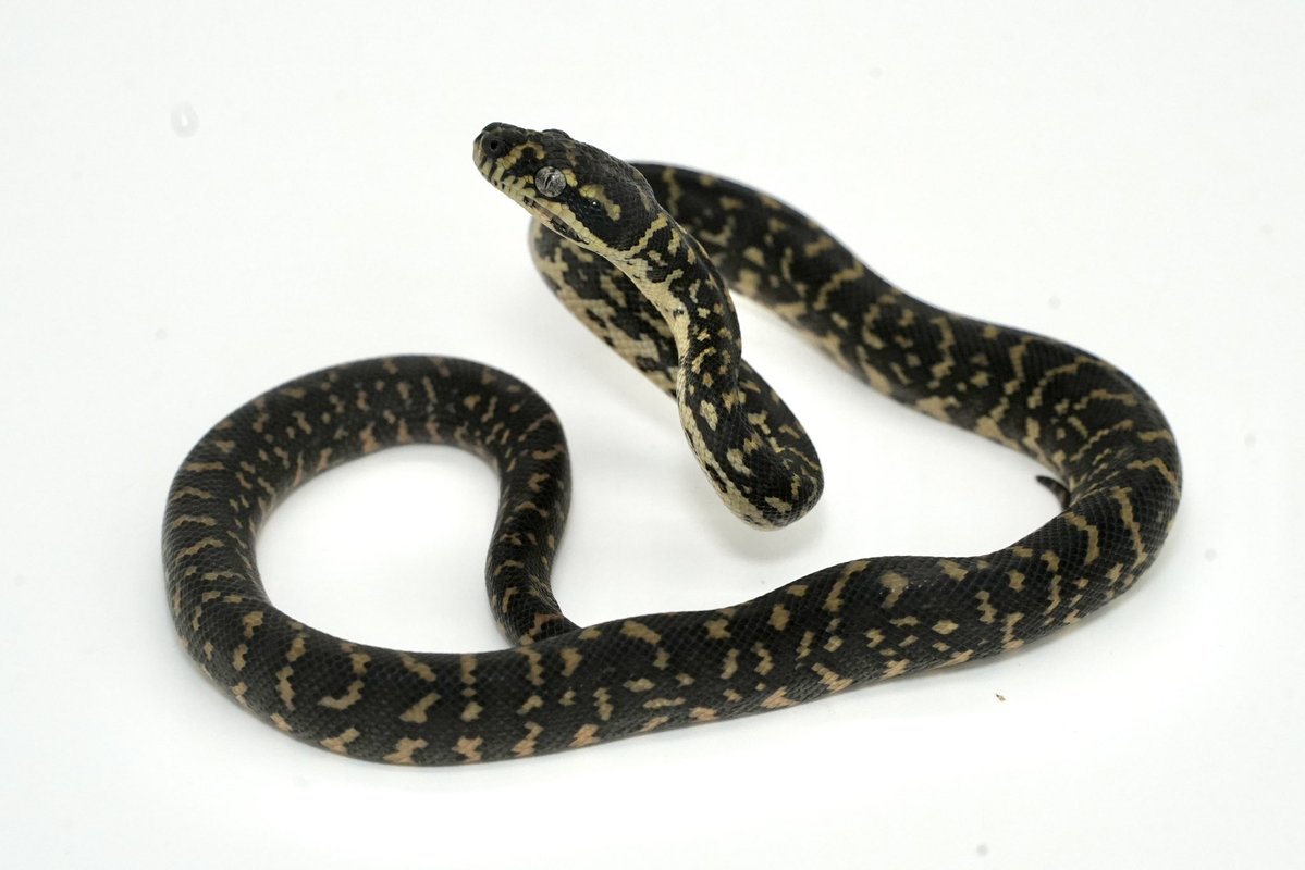 Hebiken_JSC's tweet image. \ JSC初開催！新型ブリーダーズイベント！/

SNAKE FAN PARADISE -prologue-

ヘビを愛し、愉しむ者たちによる祭典ー。

日時：12/14（日）10:00〜16:00 
場所：JSC園内休憩所 特設会場にて
料金：入園料のみ,大人¥1,000,小人¥500
概要：生体販売/冷凍餌販売/グッズ・雑貨販売/キッチンカー 3台　予定…