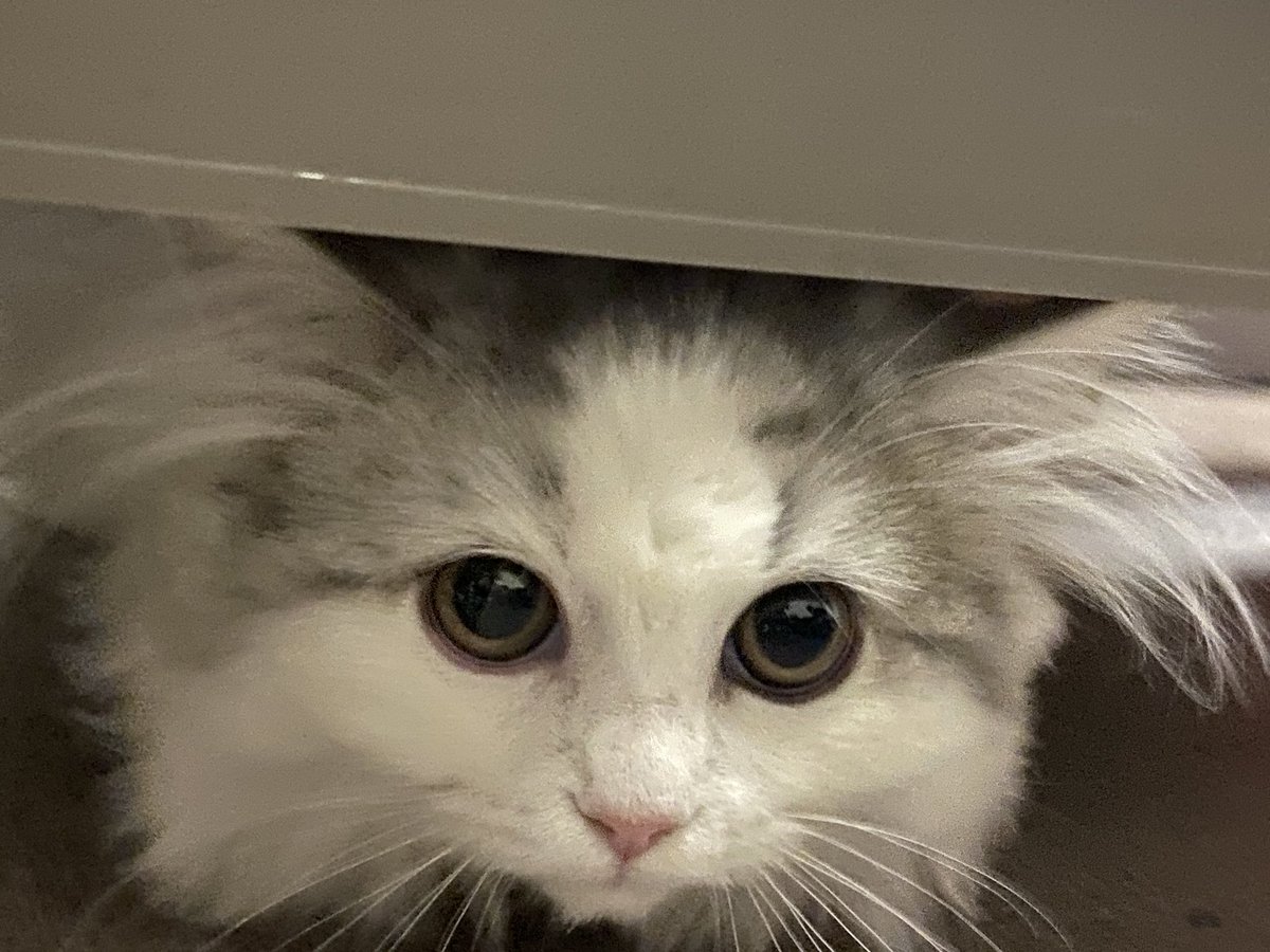 とらじろう (@G_torajiro) / Posts and Replies / X