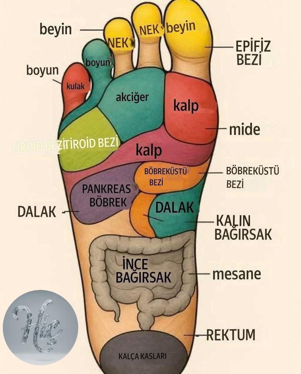 Yesimcarpediem1's tweet photo. Ayağınızın Tabanına Yağ Sürün:
Basit ama Derin Bir Şifa Sırrı
İnsanlık tarihi boyunca şifa arayışı hiç bitmedi. Bitkilerden, taşlardan, sudan ve topraktan faydalandık; bedenimizi ve ruhumuzu dengelemek için basit ama etkili yöntemler geliştirdik. Bunlardan biri de, kuşaktan kuşağa aktarılan ayak tabanına yağ sürme geleneğidir.

Bir Büyükbabanın Sessiz Mirası
Bir kadın, büyükbabasının 87 yaşına kadar sağlıklı yaşadığını ve hiç sırt ağrısı, eklem ağrısı, baş ağrısı ya da diş kaybı çekmediğini anlatıyor. Sırrı sorulduğunda ise tek bir alışkanlığa işaret etmiş:
Uyumadan önce ayak tabanlarına yağ masajı yapmak.

Ona göre bu basit uygulama, hem bedenin yorgunluğunu alıyor hem de içsel bir denge kuruyordu.

Bir Öğrencinin Gözlerine Dönen Işık
Bir başka öğrenci de şöyle diyor:
“Annem, her gece ayak tabanına yağ sürmeyi bana da öğretti. Çocukluğumdan beri görme zorluğu çekiyordum. Zamanla bu masajı düzenli hale getirdikçe gözlerime ışığın geri döndüğünü, daha sağlıklı ve berrak hissettiğimi fark ettim.”

Belki tıbben açıklaması zordur ama binlerce yıllık halk bilgeliği, bedenin en büyük sinir ağlarının ayak tabanından geçtiğini söyler. Belki de şifa, bu ince bağlantılarda saklıdır.

Bir İşadamının Gece Yolculuğu
Bir işadamı da tatil için gittiği Chitral’da ilginç bir deneyim yaşar. Geceyi bir otelde geçirirken uyuyamaz ve dışarıya yürüyüşe çıkar. Orada yaşlı bir kadınla karşılaşır. Kadın ona gülümseyerek sorar:
— “Sorun ne evlat?”
— “Uyuyamıyorum.” der adam.
Kadın ona şu cevabı verir:
— “Yanında hiç yağın var mı?”
— “Hayır.”
Kadın yağ getirir ve ekler:
— “Ayağının tabanını birkaç dakika ov.”

Adam şaşkın ama meraklıdır. Söyleneni yapar… Kısa bir süre sonra ise derin bir uykuya dalar, horlamaya başlar. Basit bir dokunuş, geceyi kabusa çevirecek uykusuzluğu tatlı bir huzura dönüştürür.

Bedenin Kapısı: Ayaklar
Ayak tabanlarımız, vücudun en çok sinir uçlarının bulunduğu bölgedir. Refleksolojiye göre her nokta bir organa bağlanır:

Topuklar böbreklere,

Orta kısım mideye ve bağırsaklara,

Parmak uçları ise baş ve sinirlere…

Dolayısıyla ayaklara yapılan küçük bir dokunuş, bütün bedeni etkileyebilir. Yağın yumuşatıcı ve dengeleyici etkisiyle birleştiğinde bu masaj, hem fiziksel hem de ruhsal bir şifa kaynağı haline gelir.

Modern İnsan İçin Eski Bir Sır
Bugünün hızlı yaşamında çoğu insan uykusuzluk, stres, kas ağrıları ve zihinsel yorgunluktan şikâyet ediyor. Oysa belki de çözüm, en yakın yerde, kendi bedenimizde gizli.

Gece yatmadan önce ayak tabanına yağla yapılan birkaç dakikalık masaj:

Uykuyu derinleştiriyor,

Zihni sakinleştiriyor,

Sinirleri gevşetiyor,

Kan dolaşımını destekliyor,

İç organlarla olan enerji bağlantılarını uyandırıyor

Ayağın tabanına yağ sürmek, sadece bir gelenek değil, aynı zamanda basit ama güçlü bir iyileştirme sanatıdır. 

Bir damla yağ, belki de huzurlu bir gece uykusunun, dinç bir sabahın ve sağlıklı bir ömrün anahtarı olabilir.

Not:Yağ olarak daha çok masaj yağları tercih edilsede basit bir kremde aynı etkiyi yapmaktadır.

Alıntı