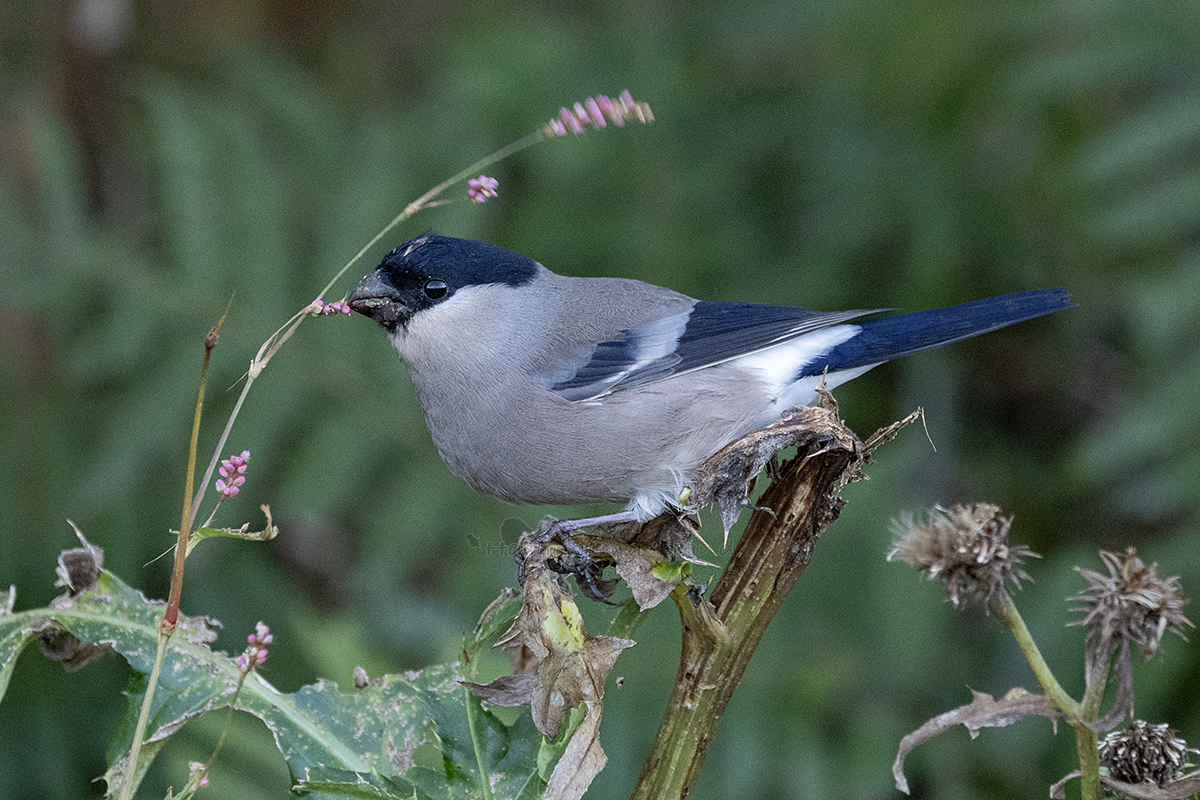 hachijoensis (@8jo_ensis) / Posts / X