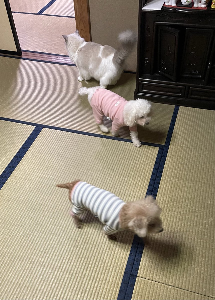 東京のおじさんがトイプー2匹連れてきたよ〜
ららちゃんもトイプーもお互い興味ない感じ…🤣（ケンカはなし）