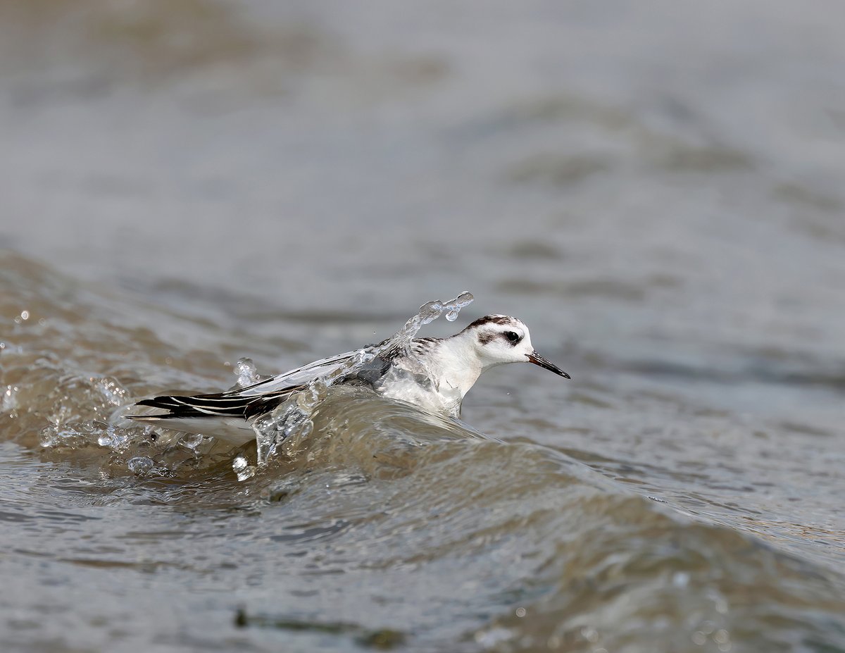 Grey Phalarope wave surfing.....
It surprises me how this tiny bird survives, spending most of their life on the sea.... #wildlifephotography #wildlife #naturephotography #nature #photography #birds #naturelovers #birdsofinstagram #birdphotography #animals #travel #birdwatching