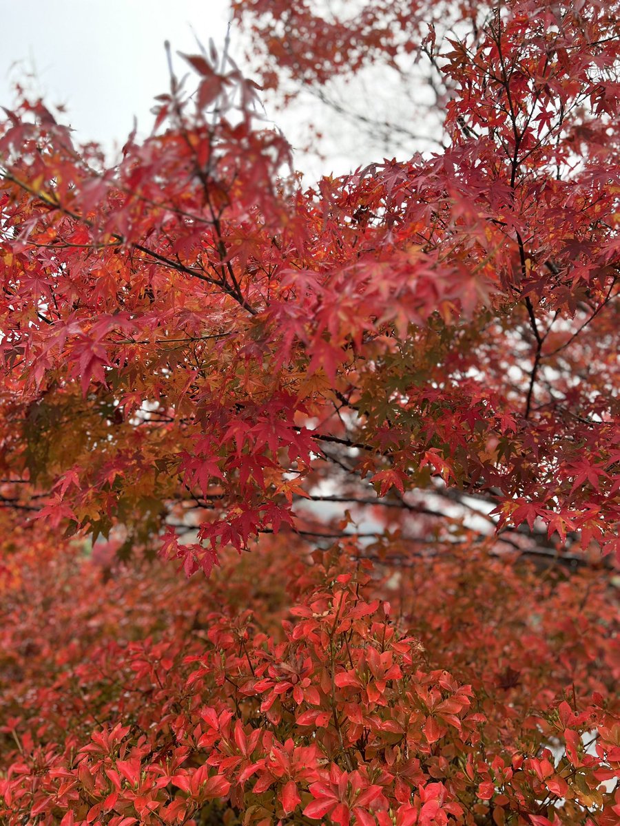 teto_msc's tweet image. ついに！鹿のおつまみセットを手に入れたのでそのうち食べたい！
紅葉も見れたし鹿の角も売ってたよ🦌
猪のホッドドックも食べたんだけど美味でしたჱ̒˶ｰ̀֊ｰ́ )