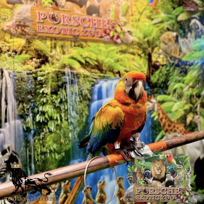 Porsche_shop99's tweet image. ใครสายนกบอกเลยไม่ผิดหวังแน่นอน สวยมาก😍🦜

Anyone who loves birds will definitely not be disappointed. They are so beautiful 😍🦜

#porscheexoticzoo 
#porscheexoticzooadmin 
#porscheexoticzooofficial 
#นกแก้วมาคอร์