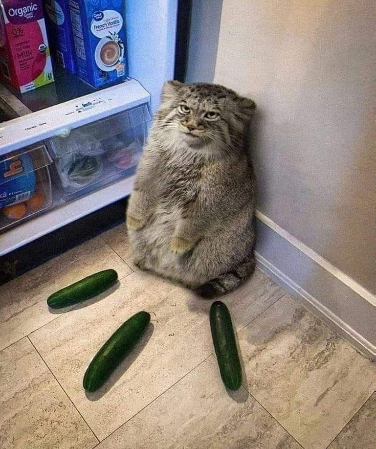 DailyMantle3's tweet image. they put him in cucumber prison 💔