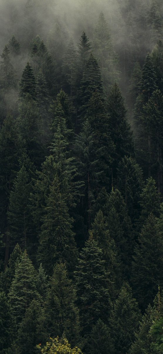 earthcurated's tweet photo. 🍃 https://t.co/6LqSFIt14Z