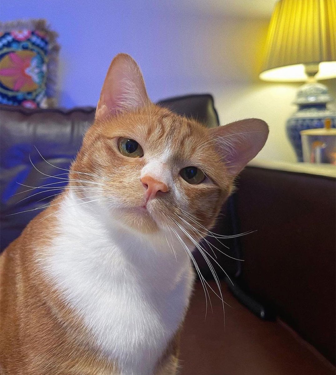 ymnozt's tweet image. çekimi size ait bir kedi fotoğrafı bırakınn