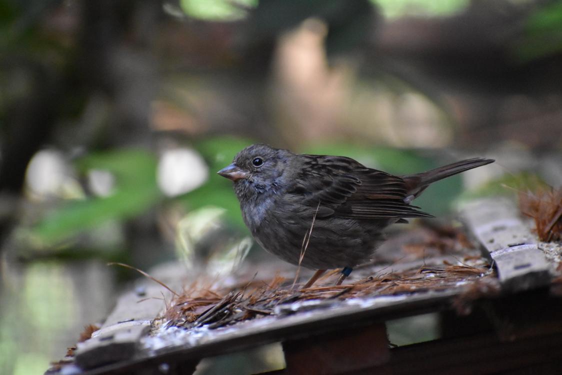 しろみ tweet media