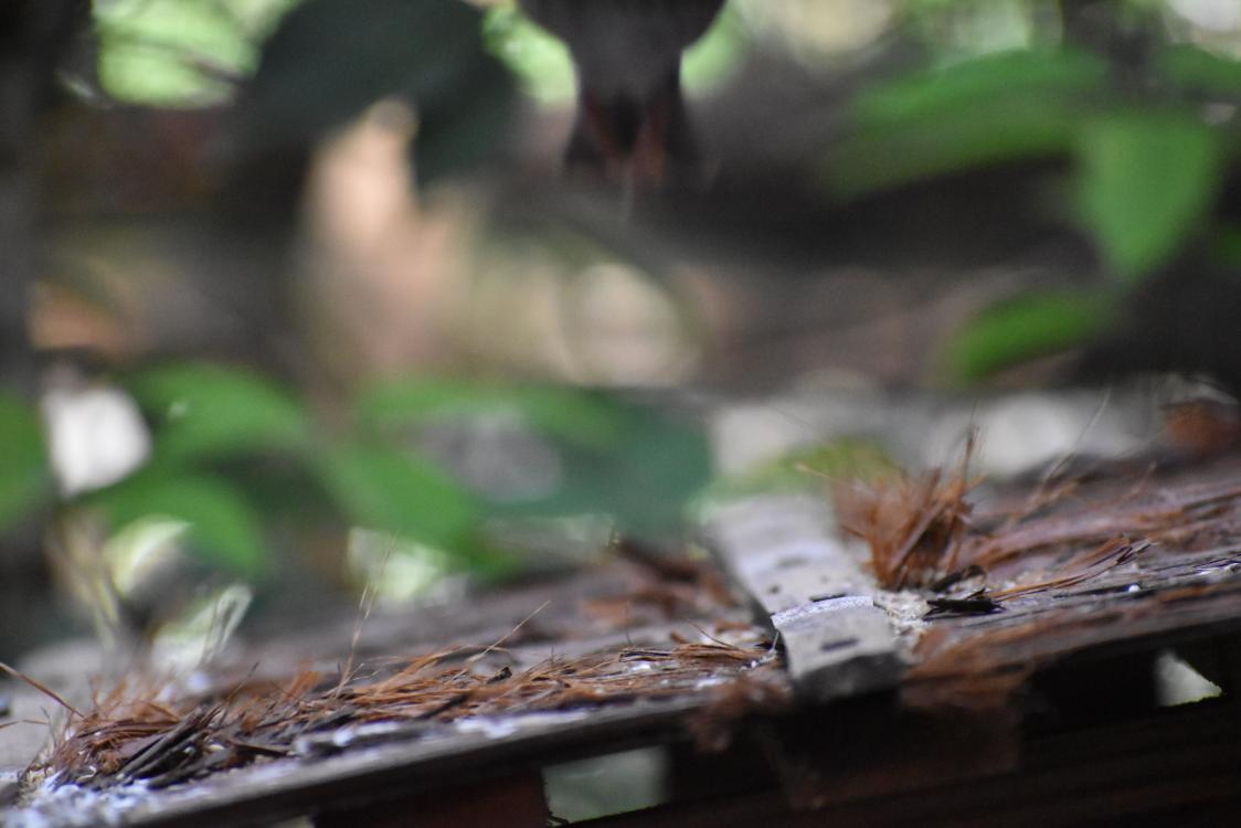 しろみ tweet media