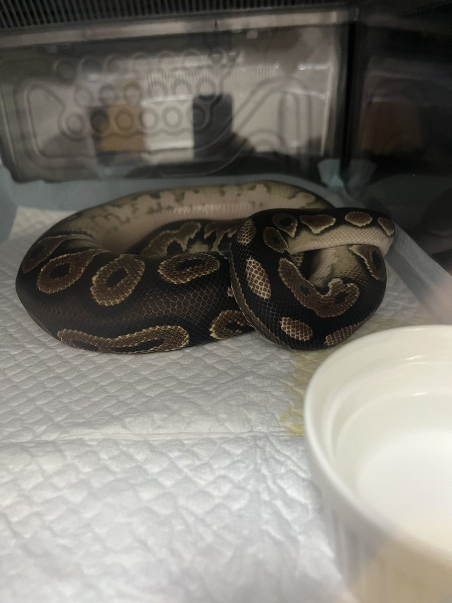 lonchan (@lonchankun) / Posts / X