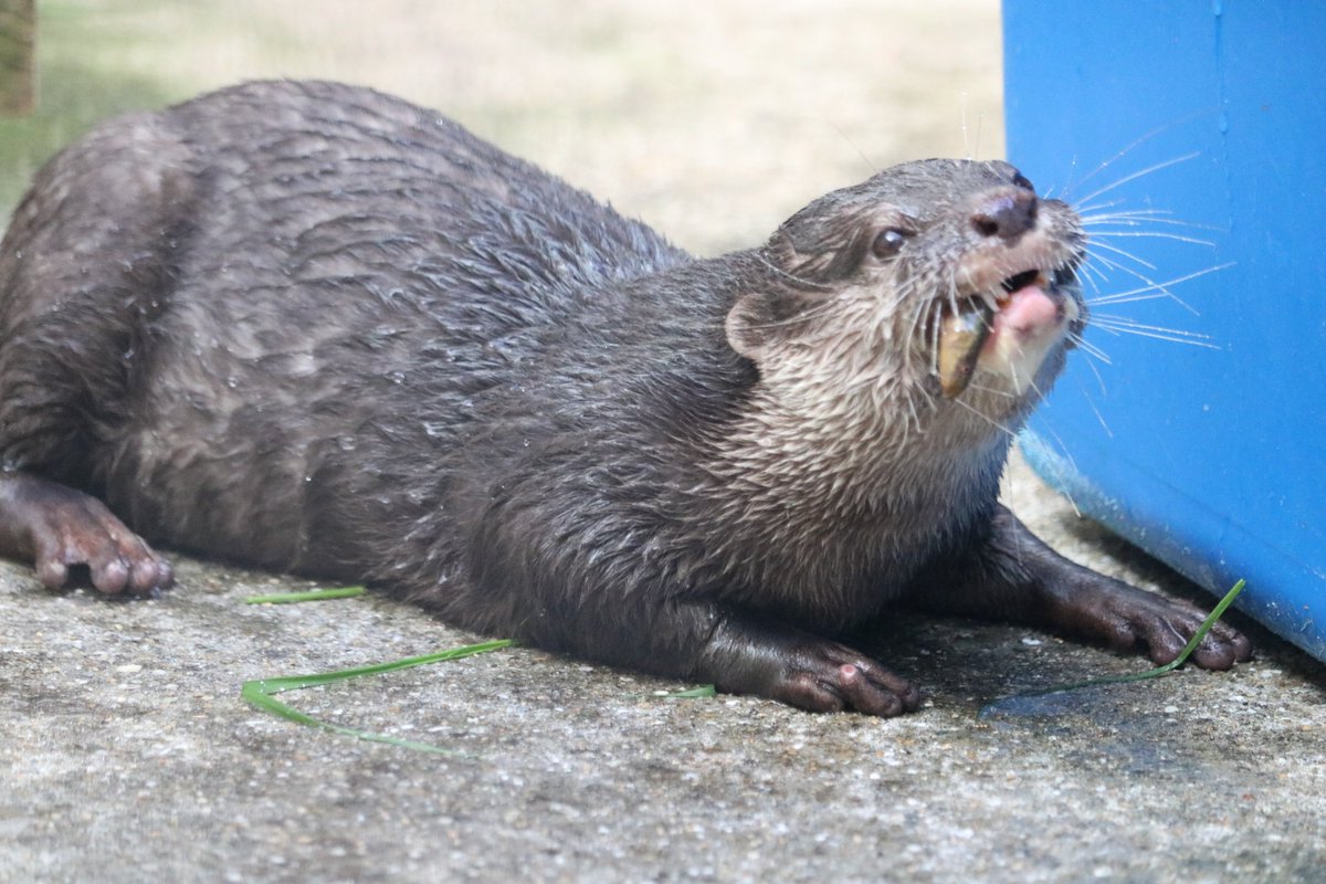 ときわ動物園 ときわ動物園（公式） (@tokiwazoo) / Posts / X