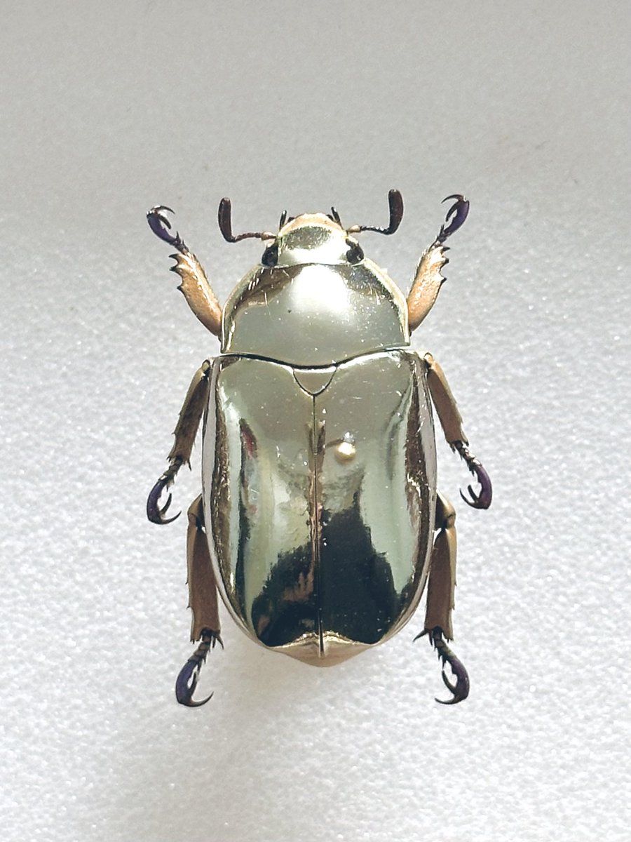 リンバータプラチナコガネ （Chrysina limbata） コスタリカ
