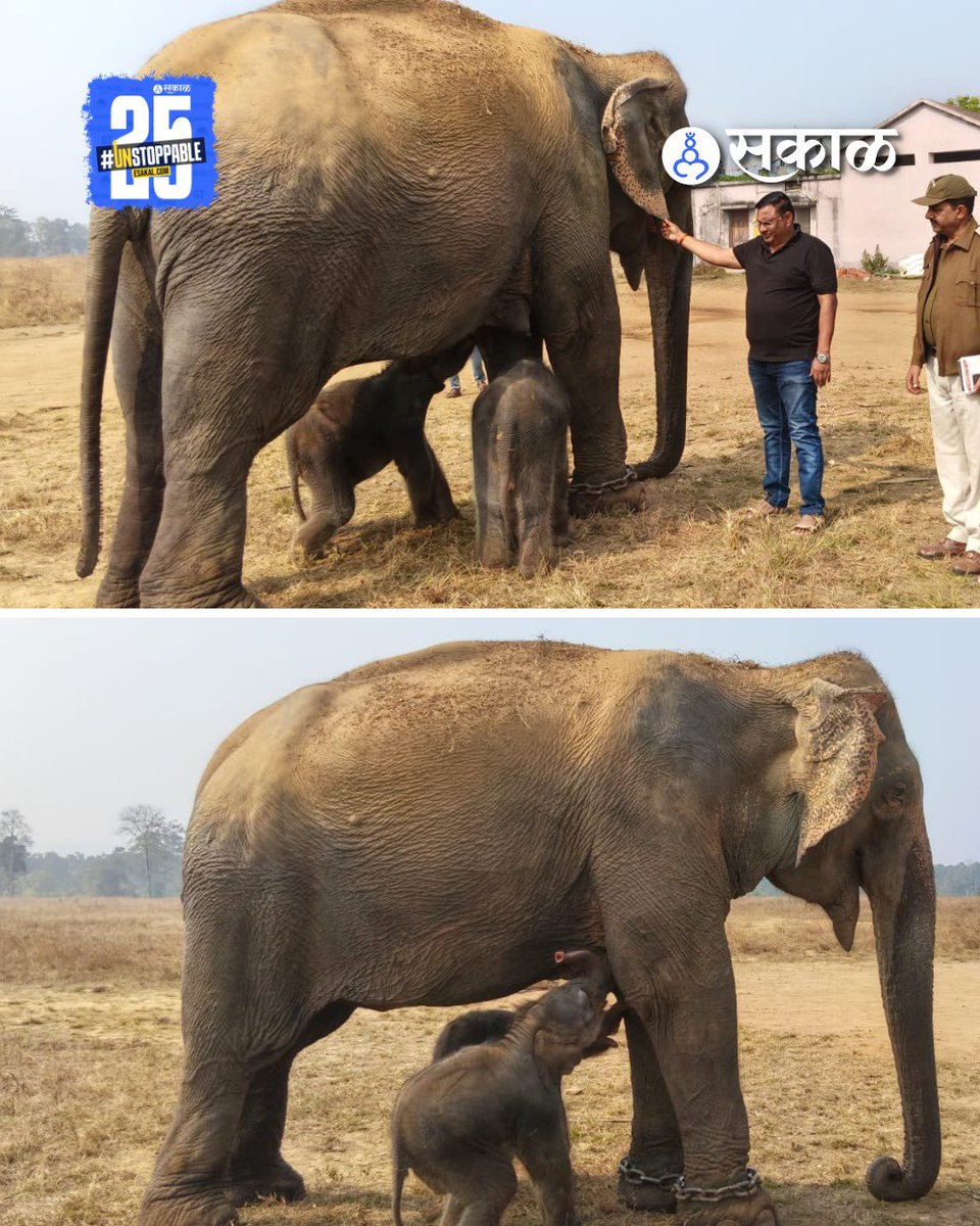 SakalMediaNews's tweet photo. पन्ना टायगर रिझर्वमधून आनंदाची बातमी समोर आली आहे. अनारकली नावाच्या मादी हत्तीणीने जुळ्या पिल्लांना जन्म दिला.
#PannaTigerReserve #ElephantTwins #WildlifeNews #MadhyaPradesh #Conservation #Anarkali #RareBirth #TwinCalves #WildlifeUpdates
(Panna Tiger Reserve, elephant twins) https://t.co/9kdyeXxfxH