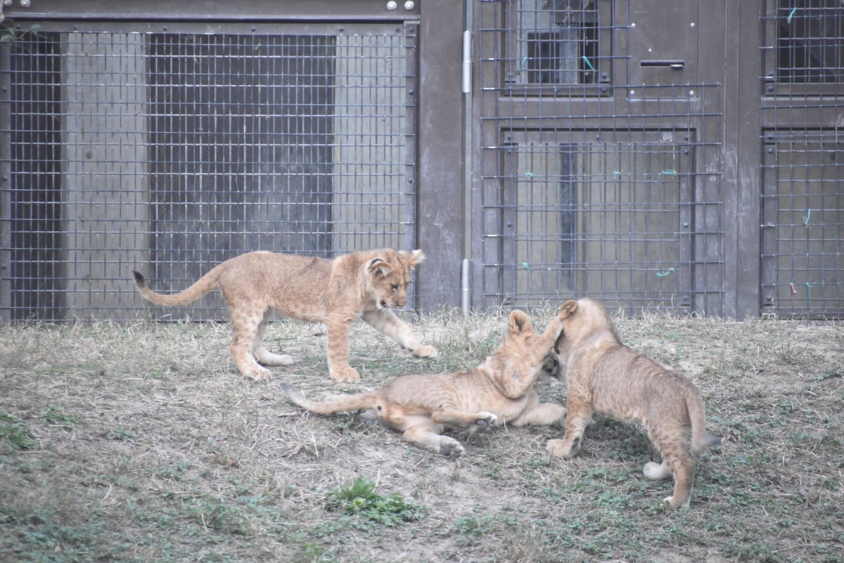 しろみ tweet media