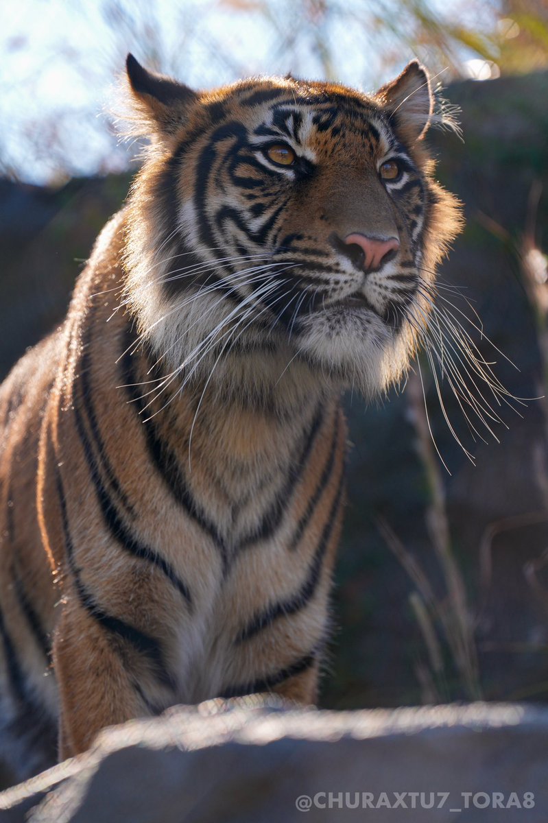 CHURAXTU7_TORA8's tweet image. マクムル🐯🌿
#東山動植物園　#スマトラトラ
📷2025年11月