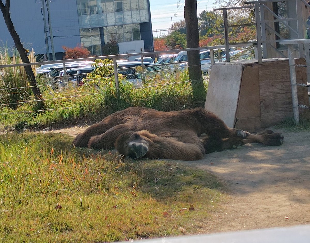 これは落ちてた🐪