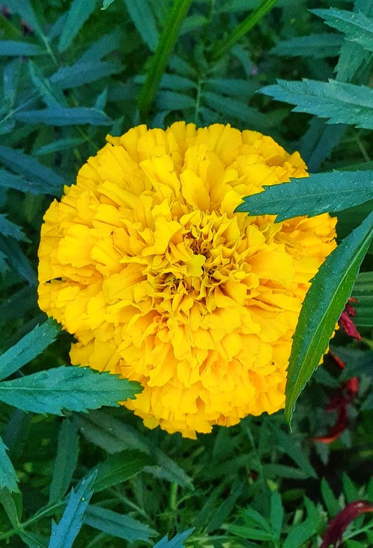 Realabhijeet2's tweet image. Where yellow bloom&apos;s, happiness follows...🟡

Happy #sundayyellow to all of you!!💛🌻

#SundayYellow #Marigold