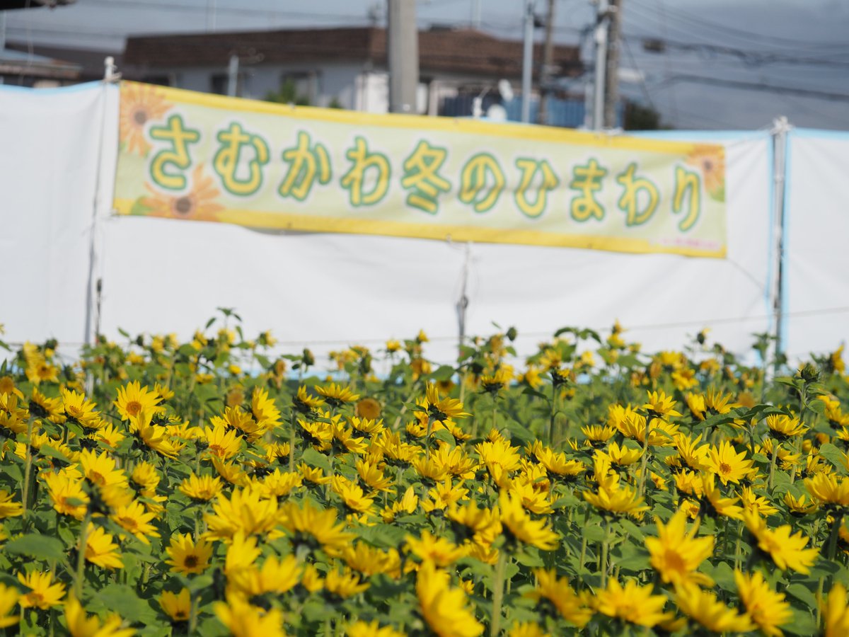 mieti_3's tweet photo. ひまわり🌻 #冬のひまわり #寒川町 #penf #60macro https://t.co/VooyIaRsGk