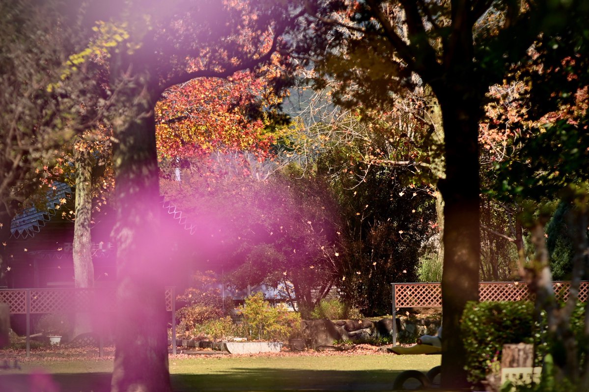 CyPm4f's tweet image. #写真好きな人と繋がりたい
秋から冬へ。