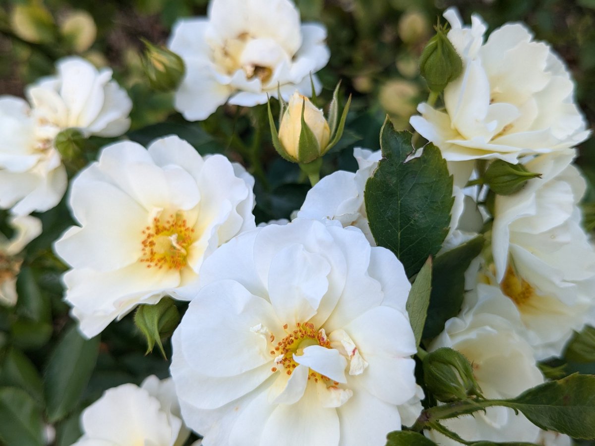 BlueNote4195's tweet image. 菅原りこ☆RICOさん、お誕生日おめでとうございます。🎂🍰🧁🎁🍀🎉
2026年も努力のあとに幸せがたくさん訪れる年になりますように。
京都府立植物園の薔薇をあげます。
#菅原りこ
#RICO
#菅原りこ誕生祭
#菅原りこ生誕祭2025
#ThanksFlowerDay2025