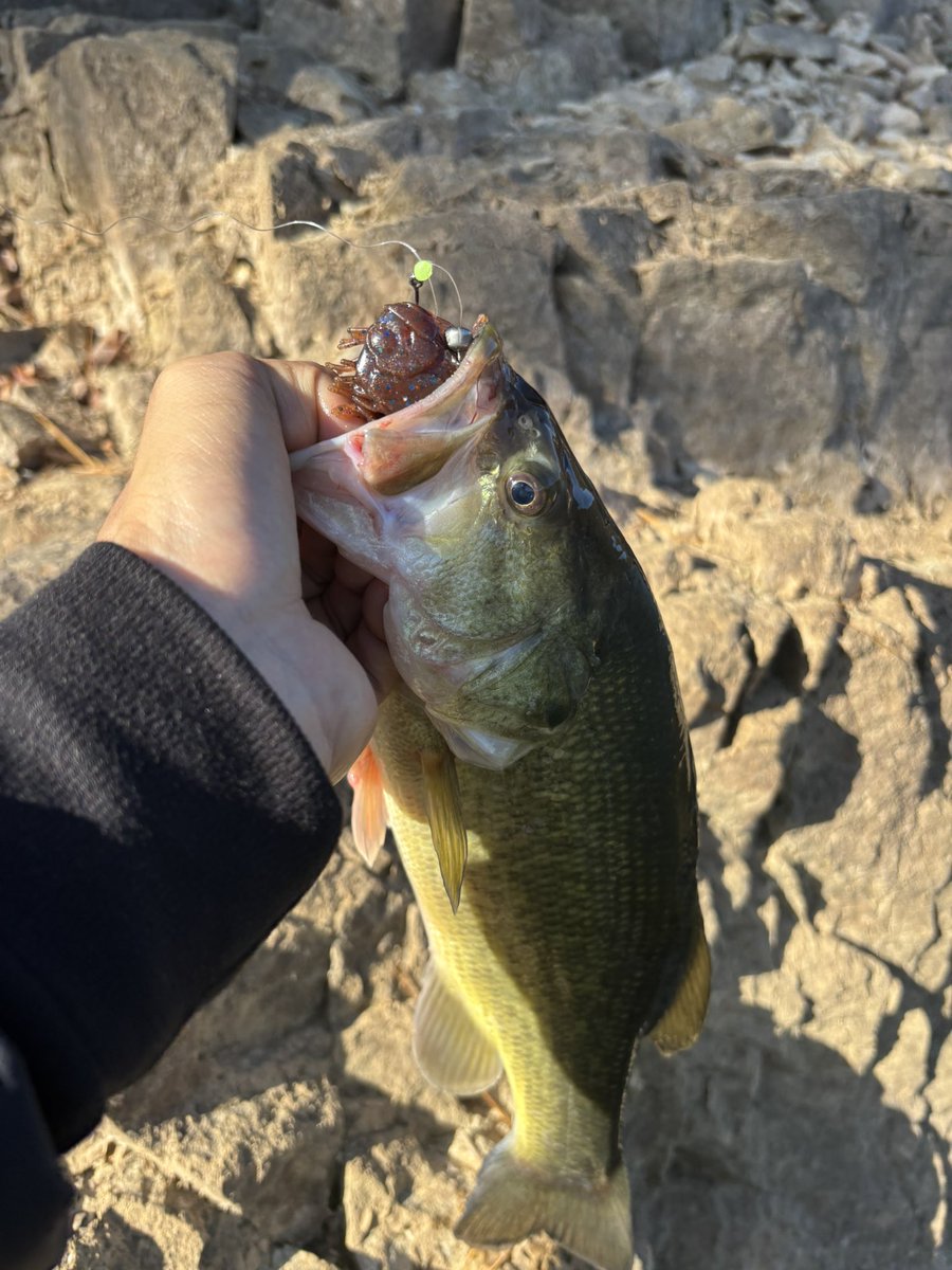 ギーラカンスの
お魚セッティングで！👍