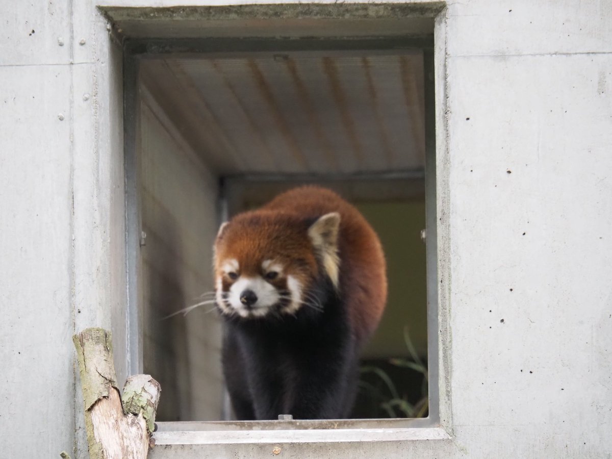 yoshida933's tweet image. 11/23 いい兄さんの日🤭笑兄さん🌸✨

#到津の森公園