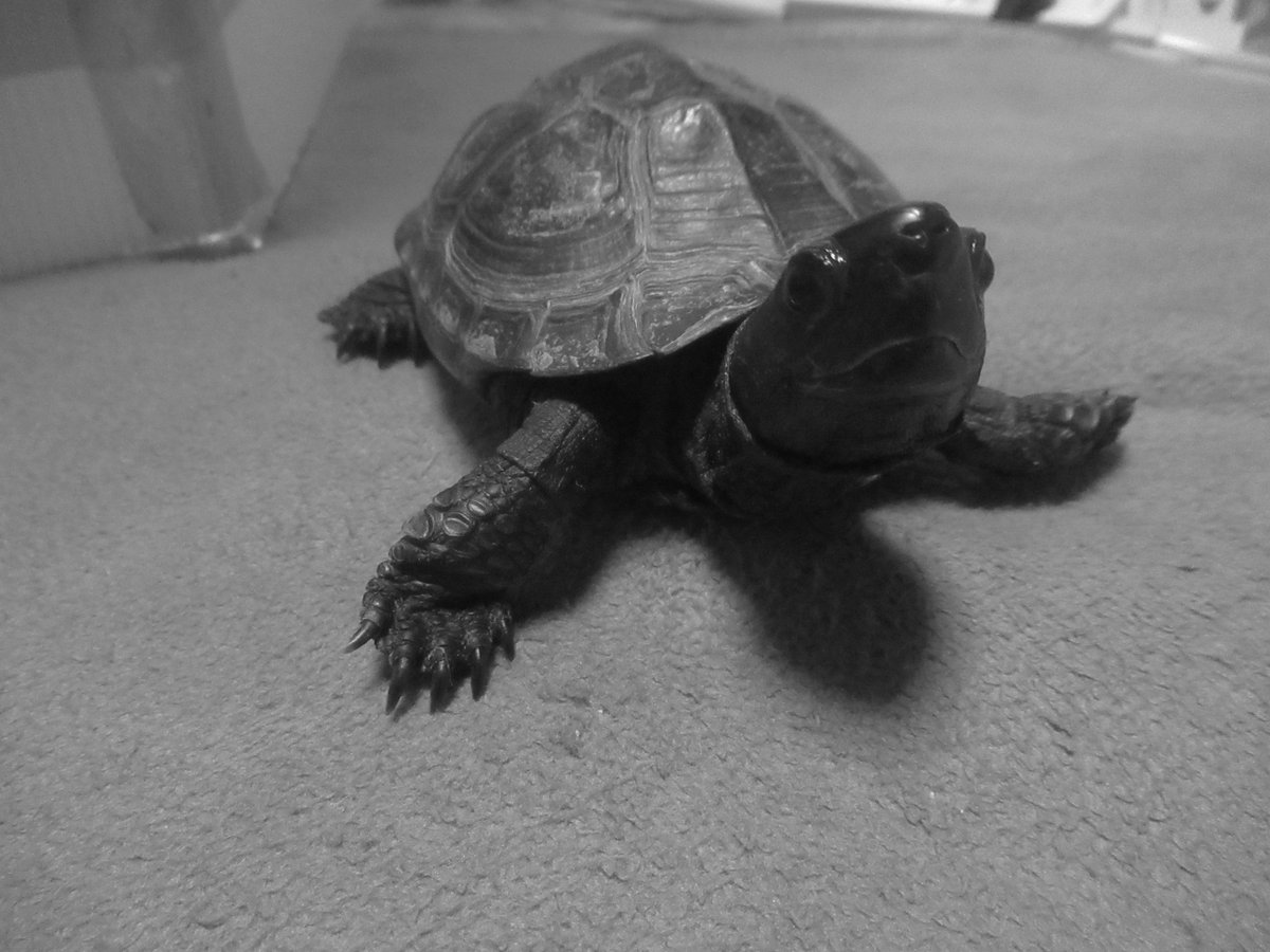 Post by YAMAMOTO KEIJI （山本京嗣）（京三） on X: カメ子 クサガメ