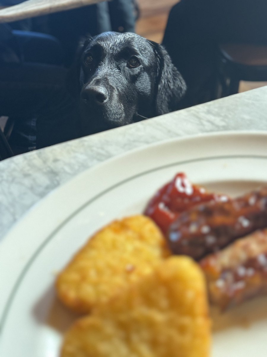 addick74's tweet image. Find somebody who looks at you the way Bramble looks at my breakfast #PuppyLove #alwayshungry #labrador