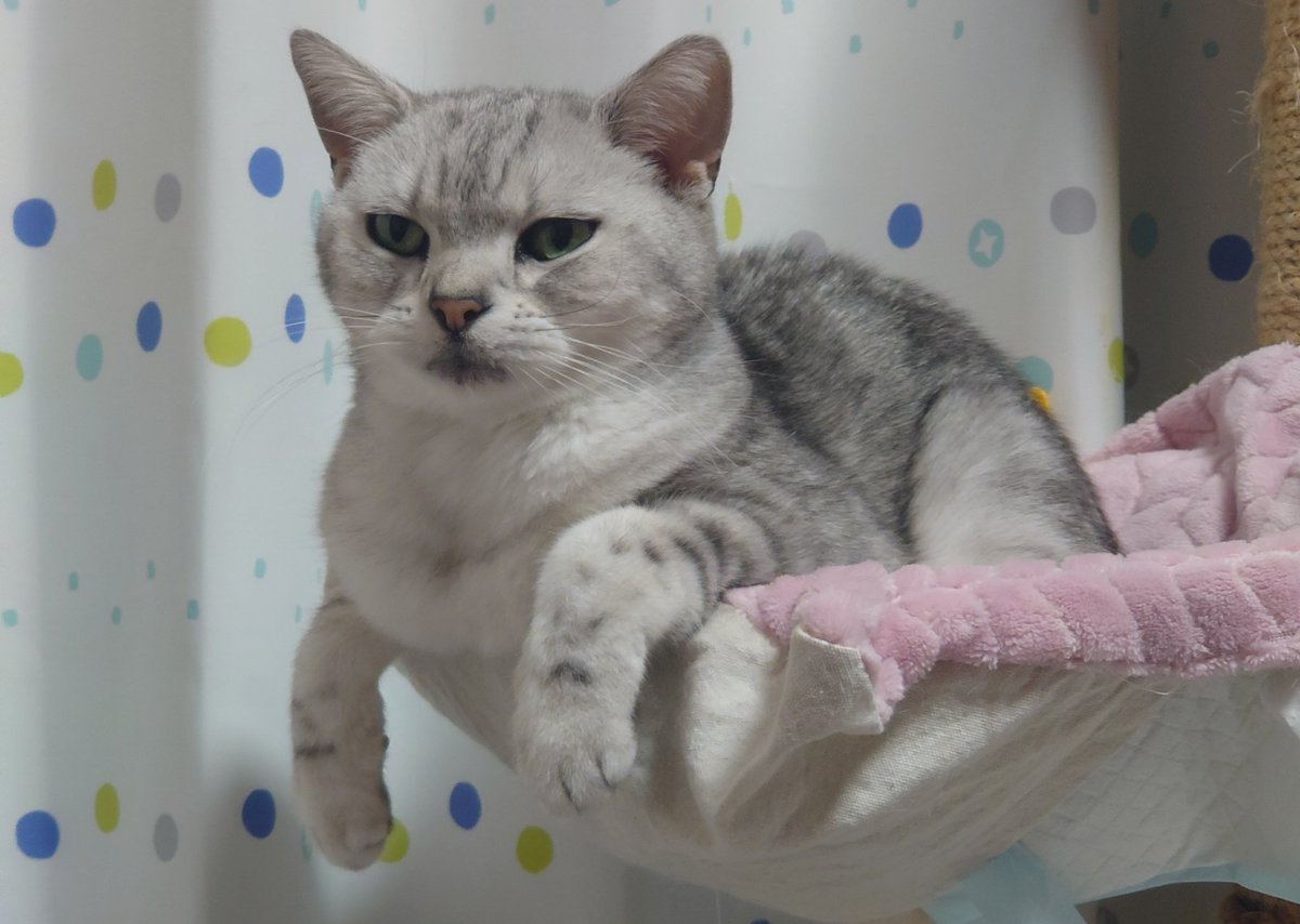 mikan🍊 🐾🐈️心穏やかに😸回復を信じて🌏️ (@mikan5555) / Posts / X