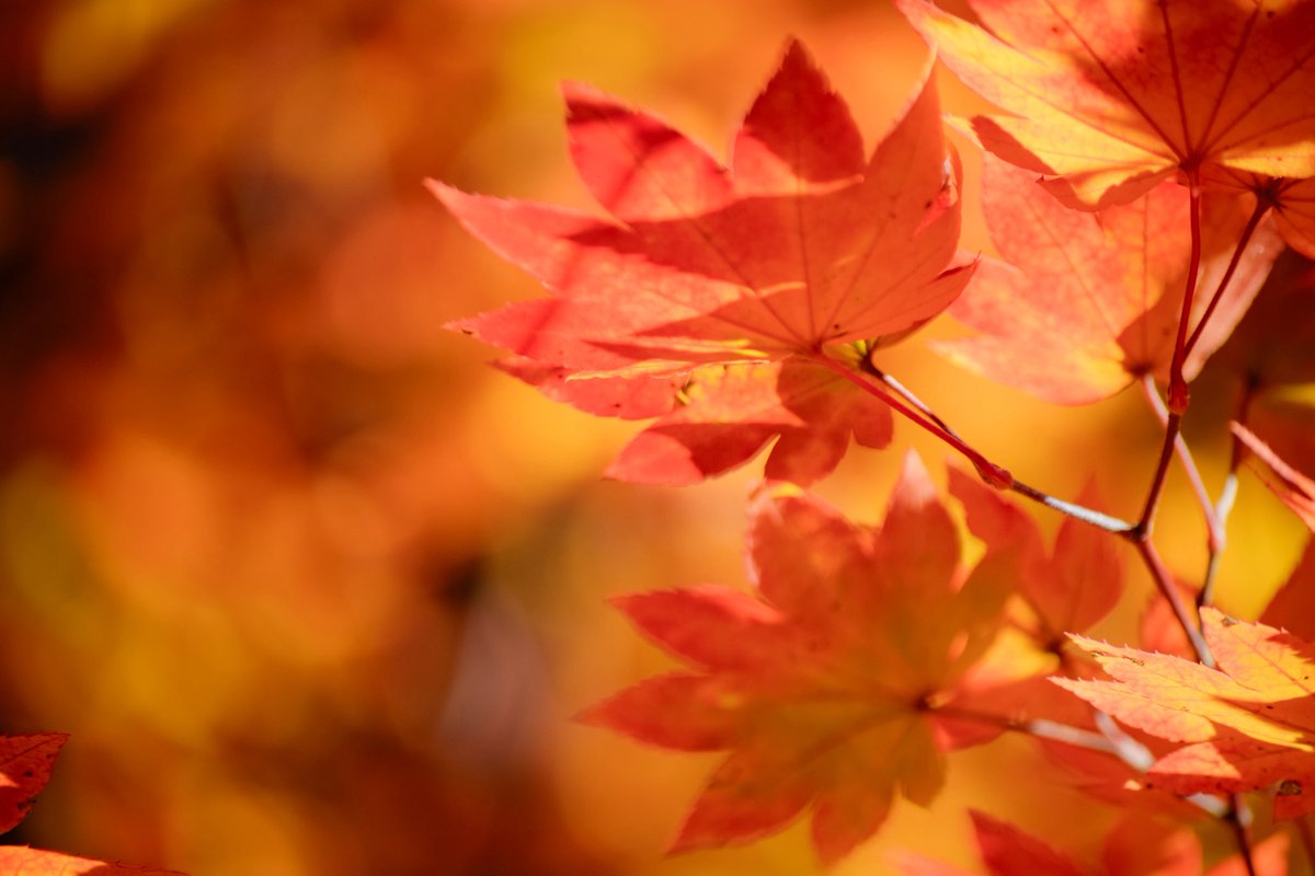 harerukitto's tweet image. #写真好きな人と繋がりたい #ファインダー越しの私の世界 #キリトリセカイ