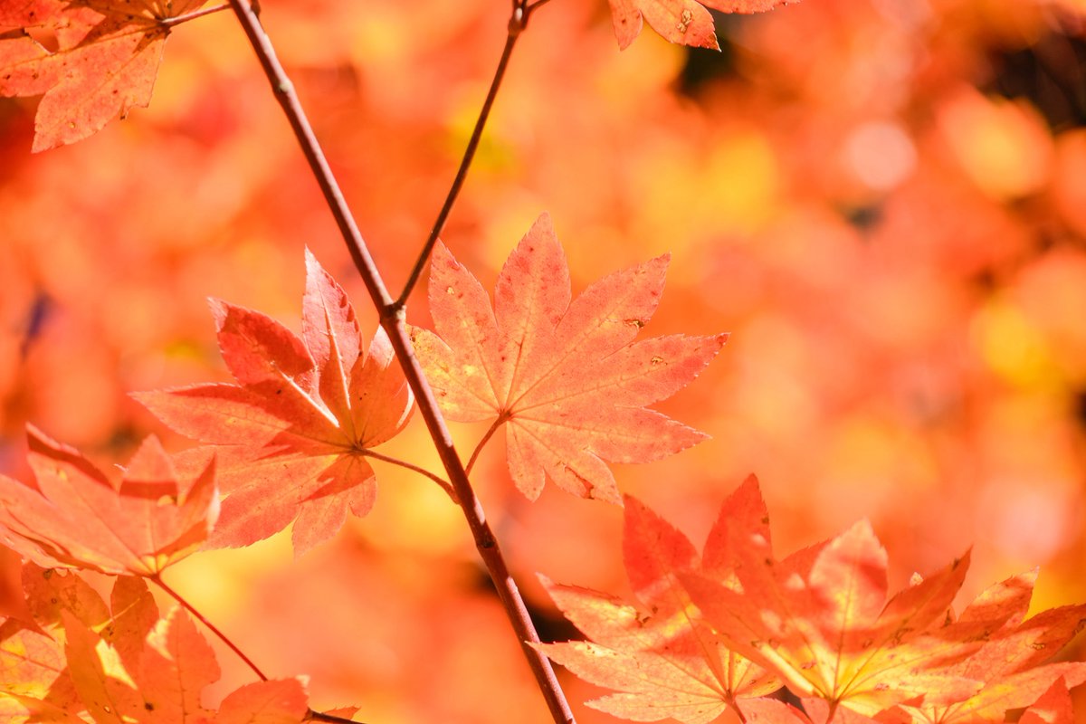 harerukitto's tweet image. #写真好きな人と繋がりたい #ファインダー越しの私の世界 #キリトリセカイ