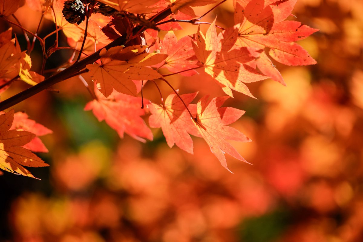 harerukitto's tweet image. #写真好きな人と繋がりたい #ファインダー越しの私の世界 #キリトリセカイ