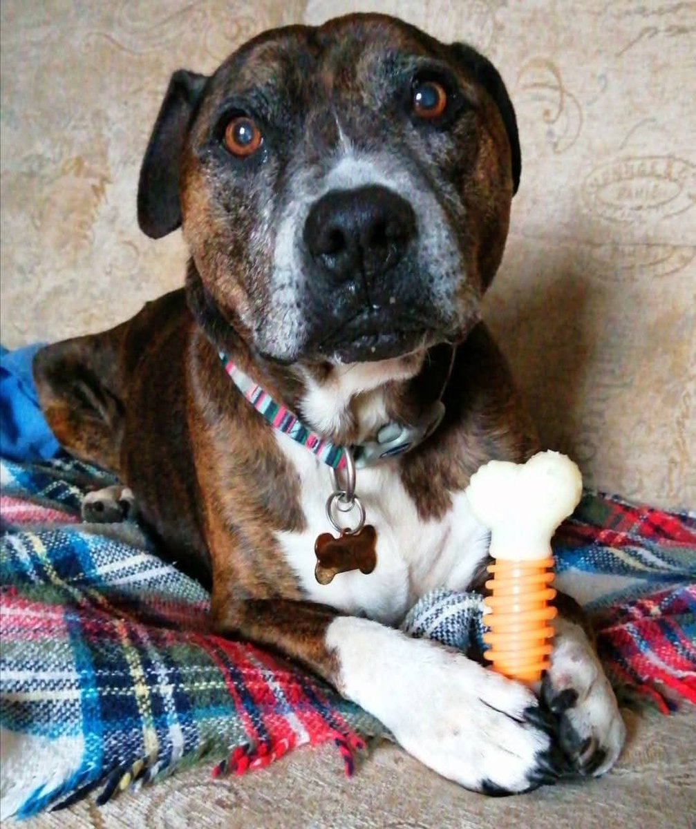 SeniorStaffy's tweet image. Our beautiful boy Buster is pleading with you (just look at those eyes 🥹) to help him to find his pawfect furever home 🏡 
He&apos;s doing so well in his foster home, pawfect house guest. 
Please share for him today...
seniorstaffyclub.co.uk/adopt-a-staffy… #teamzay #RESCUE #seniorstaffy #RescueDog