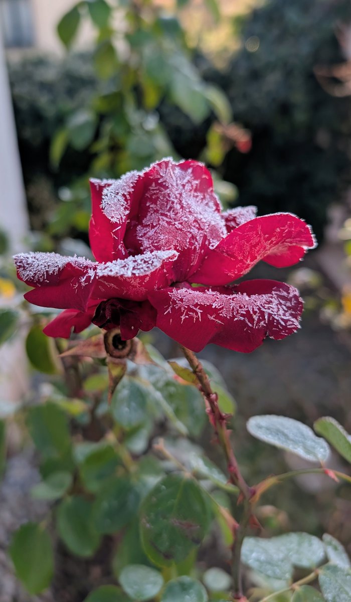 Shevchenko Lab tweet media