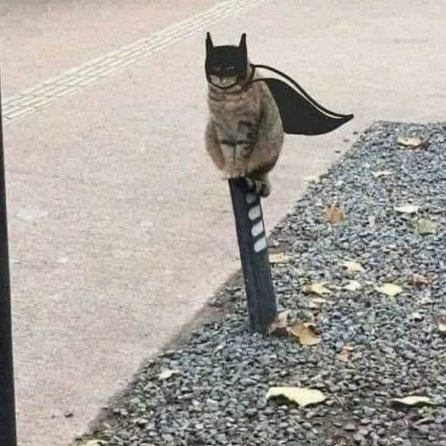 lazy weekend 

gzorbit