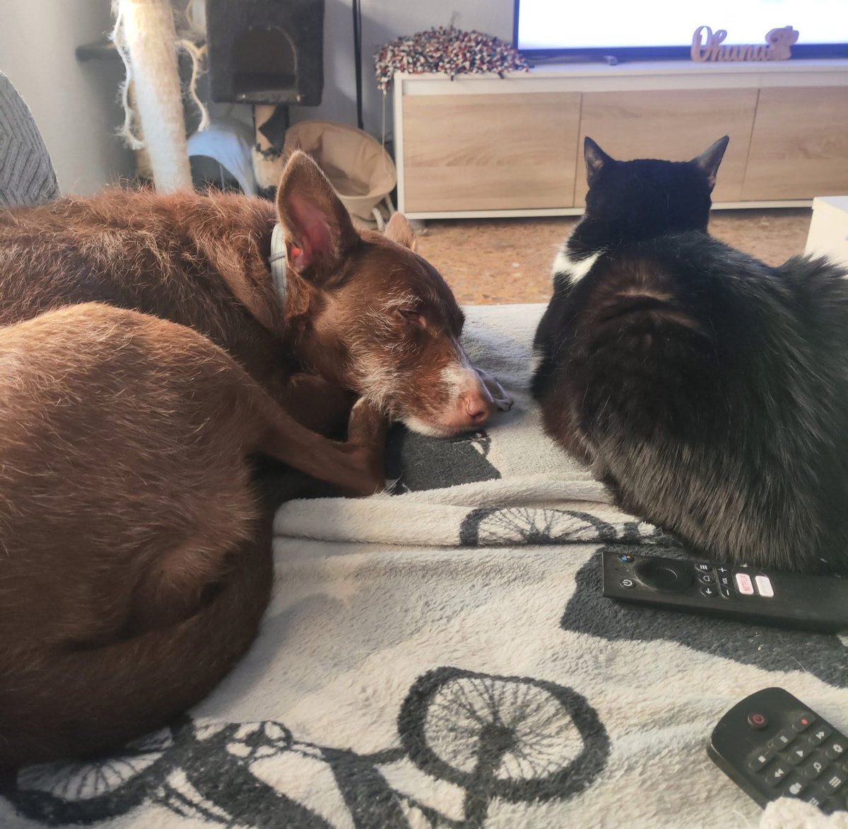 #Elche Necesito mudarme con mi perra y gata en Elche y me es imposible encontrar apartamento pequeño o habitacion donde pueda llevarmelas.Puedo pagar 
 300-350€ por habitacion o poco mas si es un apartamento/estudio pequeño.PAULA FERNÁNDEZ POLO en Facebook AlquileresAnimalistas