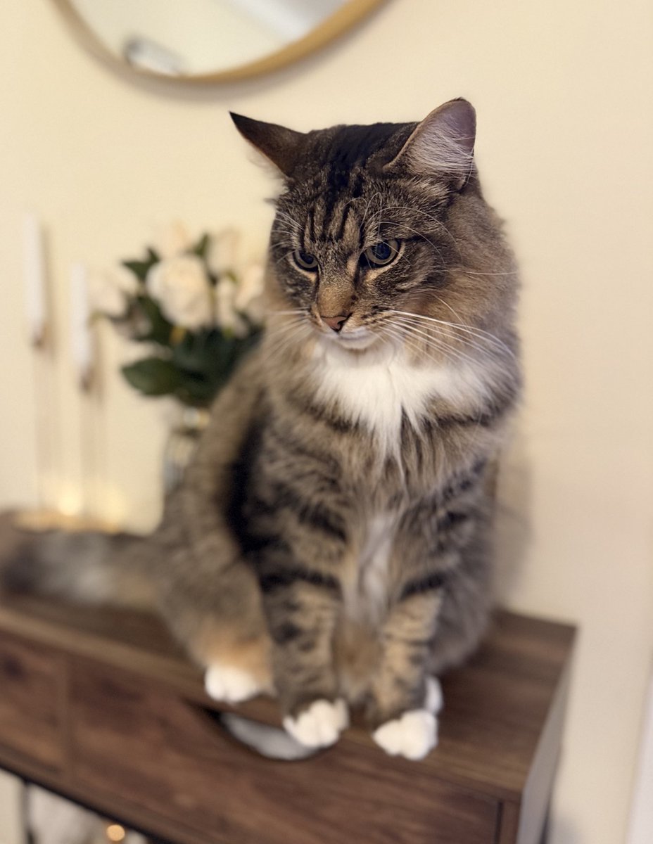 Running out of places to hide from Chloe! I might as well just put a sign on my forehead that says 'I give up!'